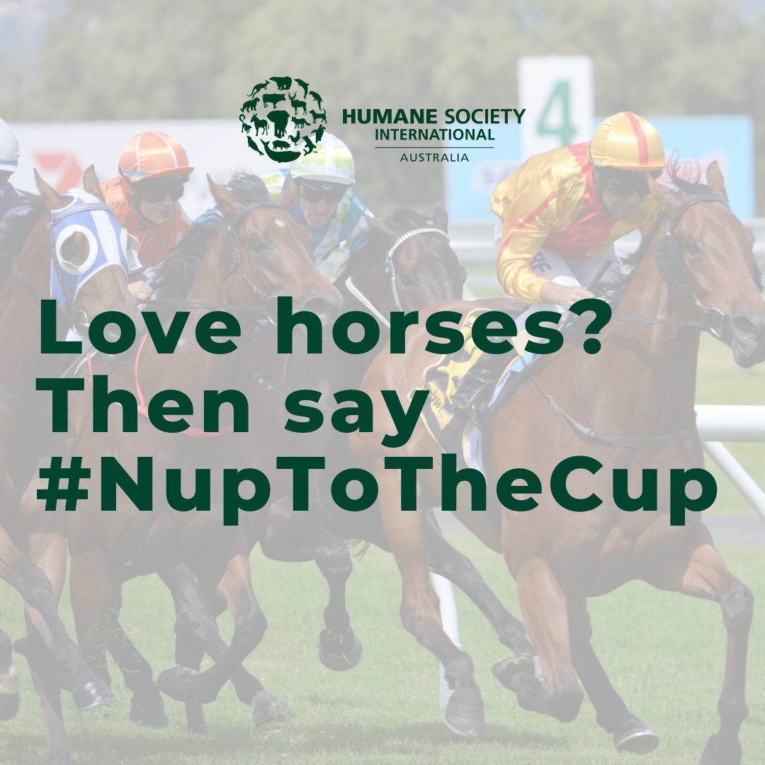 Over the past decade, 7 horses lost their lives on #MelbourneCup day & the industry has claimed the lives of a record 168 horses on race tracks this past racing year. In fact, every 2 days a racehorse dies on an Australian racetrack. Will you join HSI & say #NupToTheCup today?