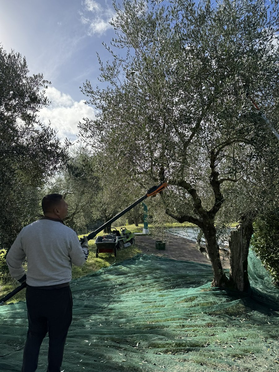 Not many olives this year but still.. some fresh extra virgin and traditionally cold pressed green gold juice for our salads and bruschette is on it’s way 🫒😉