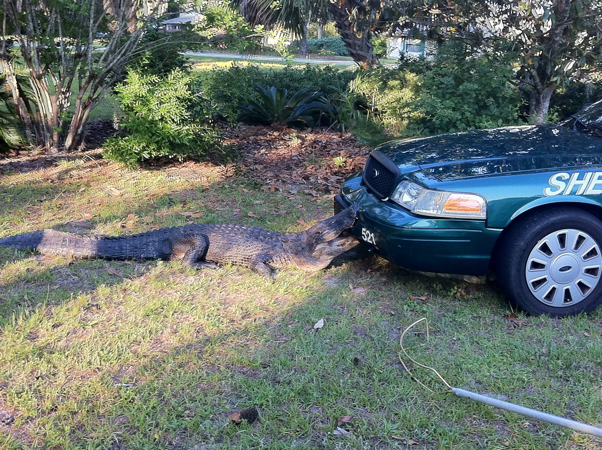 GATORS AGAINST THE POLICE STATE