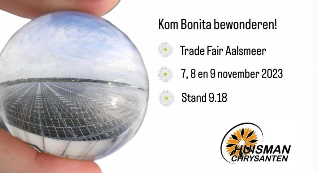 HuismanChrysanten (@huismanchrysant) on Twitter photo 