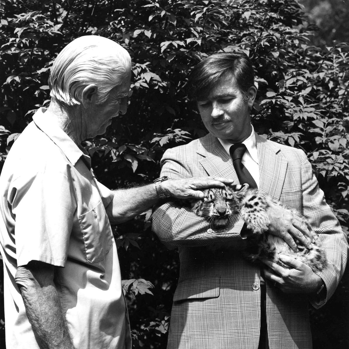 The WCS #Archives is sharing this exciting news from the zoo! Snow leopards have been a part of the @BronxZoo story since 1903. In this archival photo from 1978, @WCS General Director William Conway introduced a young leopard to Marlin Perkins, host of TV’s “Wild Kingdom.”