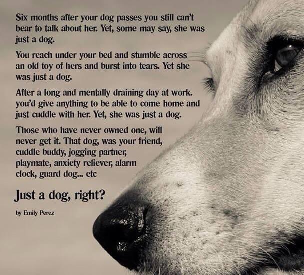 #advocacy #AnimalLovers