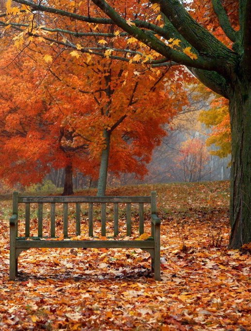dht_1350dffghb's tweet photo. " All the leaves are falling ... " https://t.co/KcQxOWezmL