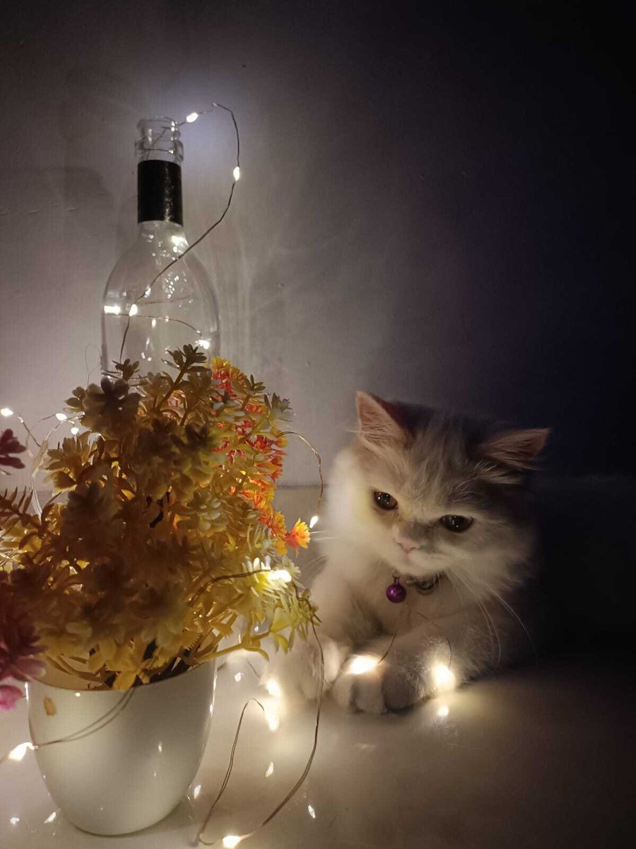 nurdsoft's tweet photo. 🐱🍪 Hey Tech Innovators! Our tech-savvy cat Cookie is geared up for the week ahead. 😺🚀
Join us in embracing the tech challenges that lie ahead, and prepare to conquer your own digital realm! 💡
Share your tech goals and get ready for an inspiring week.
#Nurdsoft #NewWeek https://t.co/sHlTdr5dBy