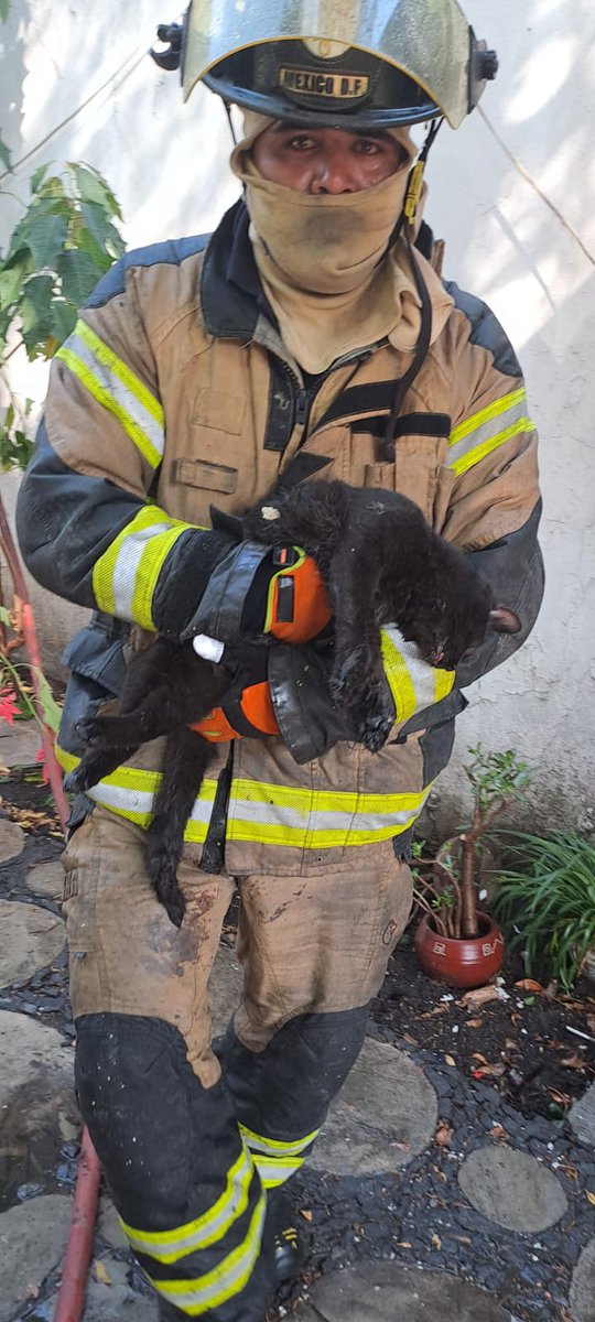 Bomberos_CDMX's tweet photo. Procedimos a extinguir el fuego y rescatamos a dos gatitos, mismos que fueron reanimados y entregados con vida a su propietario.
Servicio concluido.
@JefeVulcanoCova https://t.co/3ewGOuJrfR