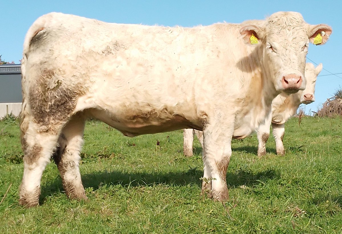 Cathal Gormley tweet media