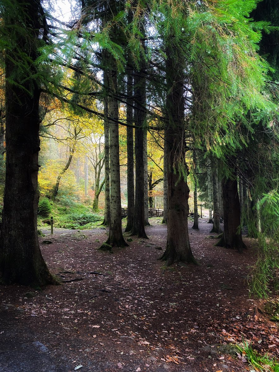 #intothewoods #woodlandphotography #ForestAdventure #forestwalks