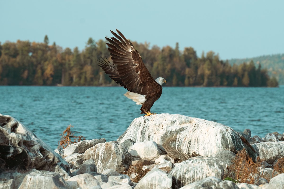 pineclifflodge's tweet photo. 🦅 🤩 https://t.co/c5PRjE71IL