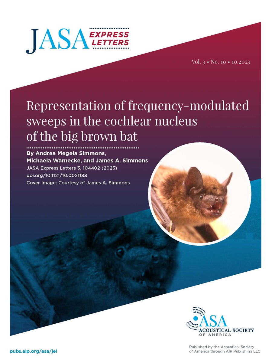 PROPAGATIONS This new post talks about the October cover, which features a big brown bat, courtesy of the authors of 'Representation of frequency-modulated sweeps in the cochlear nucleus of the big brown bat.' acoustics.org/october-2023-j… @BrownCLPS @BrownUNeuro @CarneyInstitute