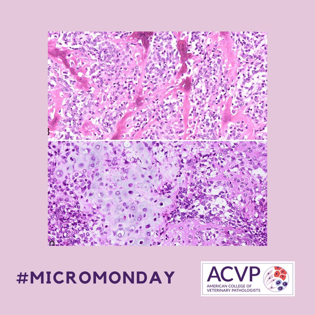 ACVP's tweet photo. Happy #MicroMonday!

DYK it's #NationalPetCancerAwarenessMonth? Check out this article on a common canine cancer that can serve as a model for the human disease. #OneHealth #CompPath 

❓What's your diagnosis

👉https://t.co/kYI9Ogljy2 https://t.co/wxeG7vjc1m