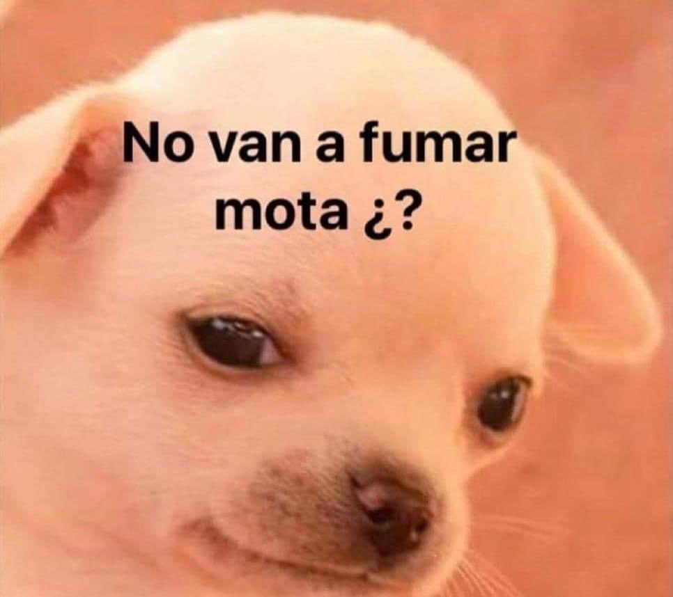 Angeel_Artesano's tweet photo. Cuando estas con los compas en reunión y han pasado mas de 5 minutos sin acción https://t.co/deS1TNNjDr