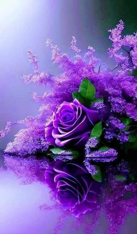 Bonita tarde 🌹🌹