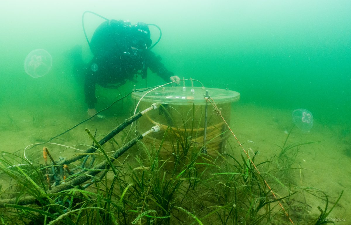 Check our new paper championed by @AquaNorman on experimental methods to simulate #marineheatwave s on the seafloor! With @JoannaNorkko @LauraKauppi #RothFinland @Tvarminne @CoastClim @BioEnvHelsinki @helsinkiuni Link: doi.org/10.1002/lom3.1…