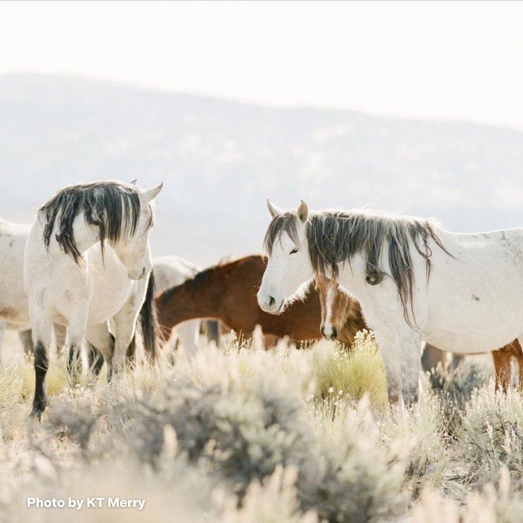 FreeWildHorses's tweet photo. A big shoutout to KT Merry, one of AWHCโs Ambassadors, who recently donated her talents to photograph our Stay Wild event last month! KT donates 20% of all retail sales of her Simply Wild series to AWHC. https://t.co/XVgDoWQ2zR #simplywild https://t.co/8bytV8Hvs3