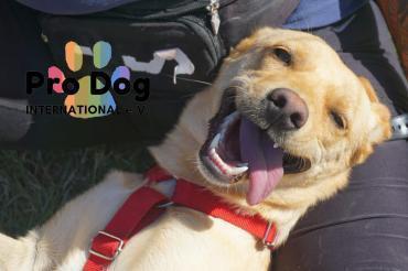 Julietta, die Vorsichtige (Hund) dlvr.it/SyTFnk