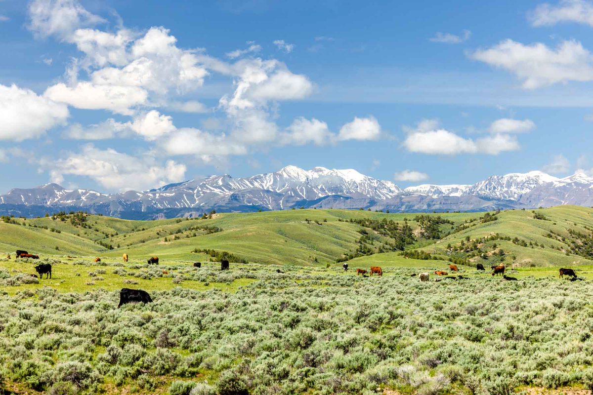 HallandHall's tweet photo. SOLD | JA Land &amp; Cattle
.
.
.
$16,250,000 | 7,722±  deeded acres 
📍Meeteetse, WY https://t.co/OpYqeIkqZe