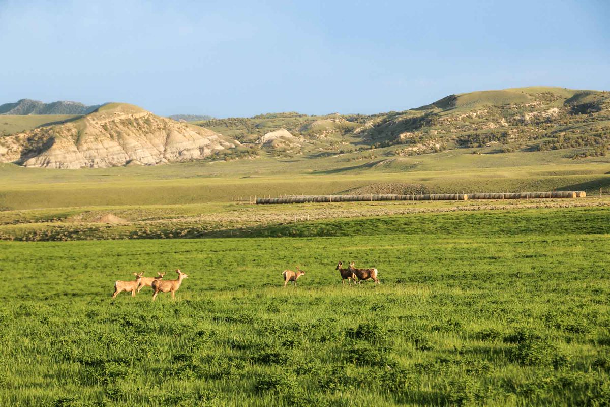 HallandHall's tweet photo. SOLD | JA Land &amp; Cattle
.
.
.
$16,250,000 | 7,722±  deeded acres 
📍Meeteetse, WY https://t.co/OpYqeIkqZe