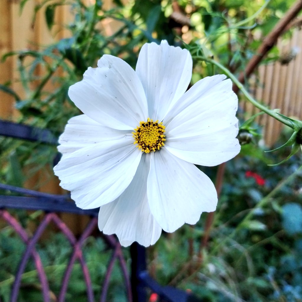 GraemeEdwards1's tweet photo. @GardensHour Evening all. November means bulb planting... if it stops raining and the annuals stop flowering #GardensHour https://t.co/Ss7Ke8Y4Ci