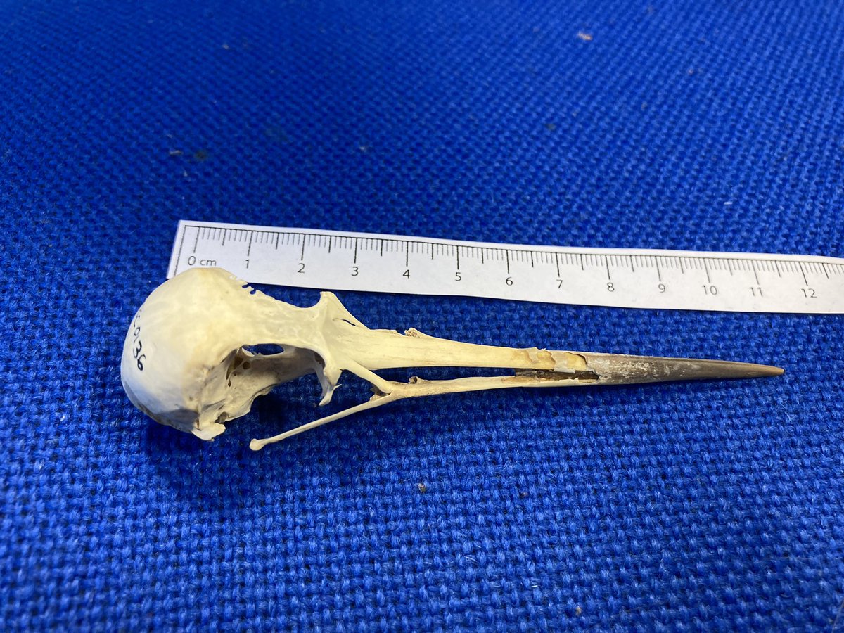 Mystery skull Monday: Can any birders point us in the right direction??