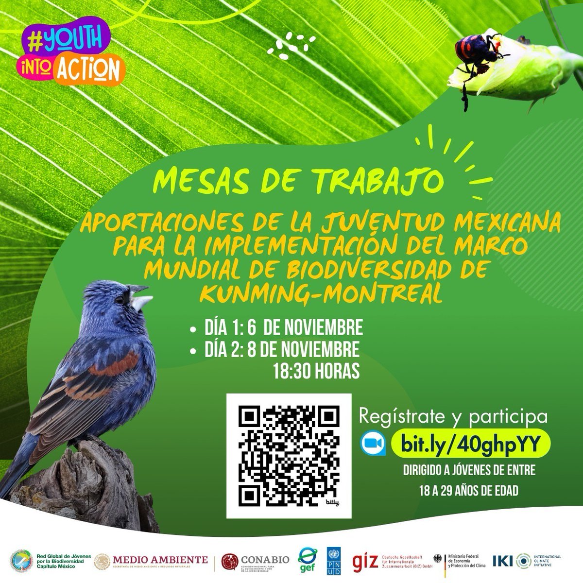RedACBIC's tweet photo. Participen en las #MesasDeTrabajo "Aportaciones de la Juventud Mexicana para la implementación del Marco Mundial de la Biodiversidad de Kunming-Montreal".
#Xóchitl #GYBNMéxico #CONABIO #RedACBIC 💬🦋🌎🌳🐦🐢
📲 PLATAFORMA: Virtual.
✅ REGISTRO: https://t.co/2PoJPYlbgB https://t.co/jY0ZeeC24a