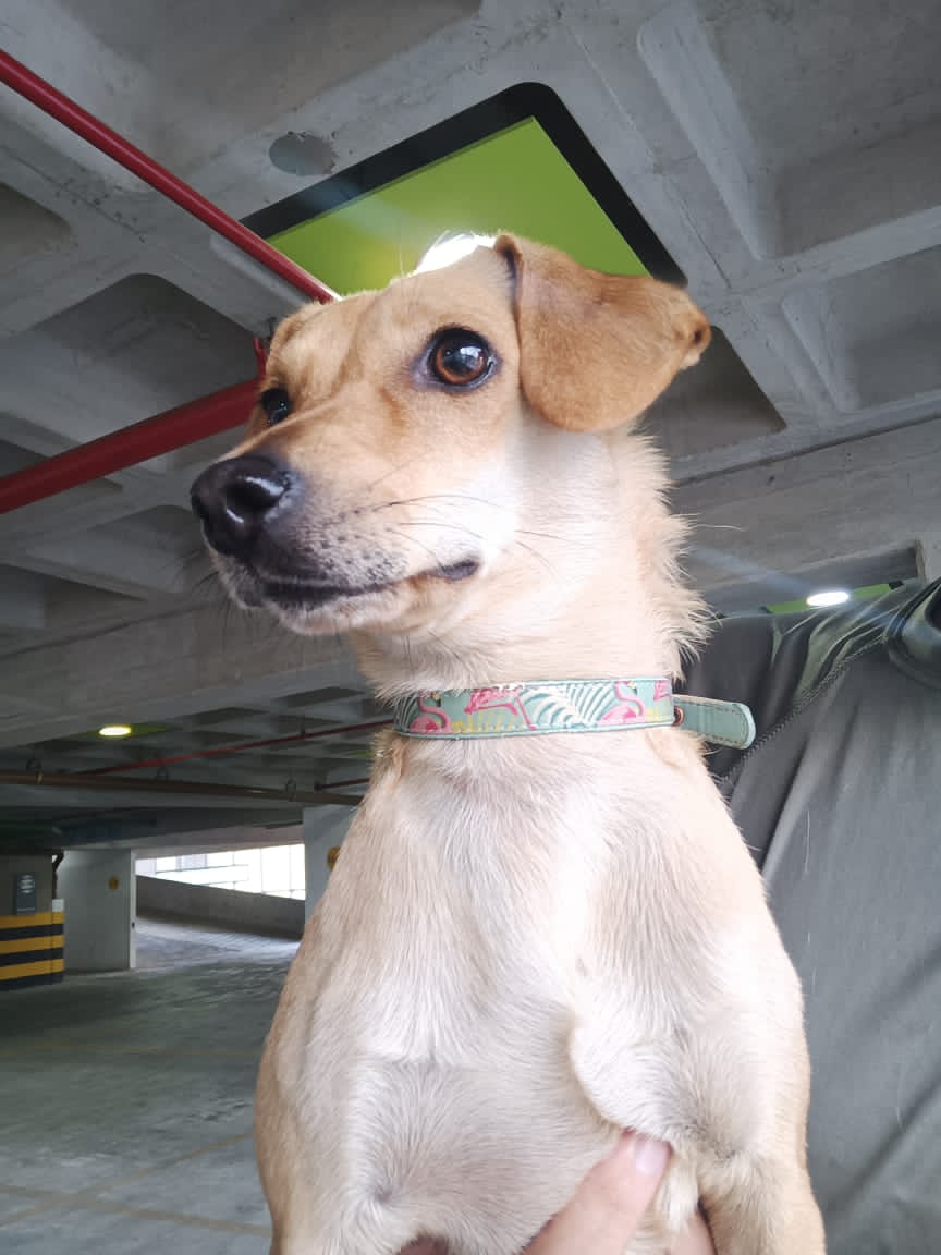 yaracalcagno's tweet photo. Difundo. Perrita (hembra) encontrada en Boleita hace minutos, tiene collar pero no plaquita, parece perdida, está muy bien cuidada, uñas cortas y huele a jabón. 🥺 Si pueden rodar este mensaje a ver si llegamos a sus dueños se los agradecería enormemente 04241670676  04241523331 https://t.co/70tD5PzTET