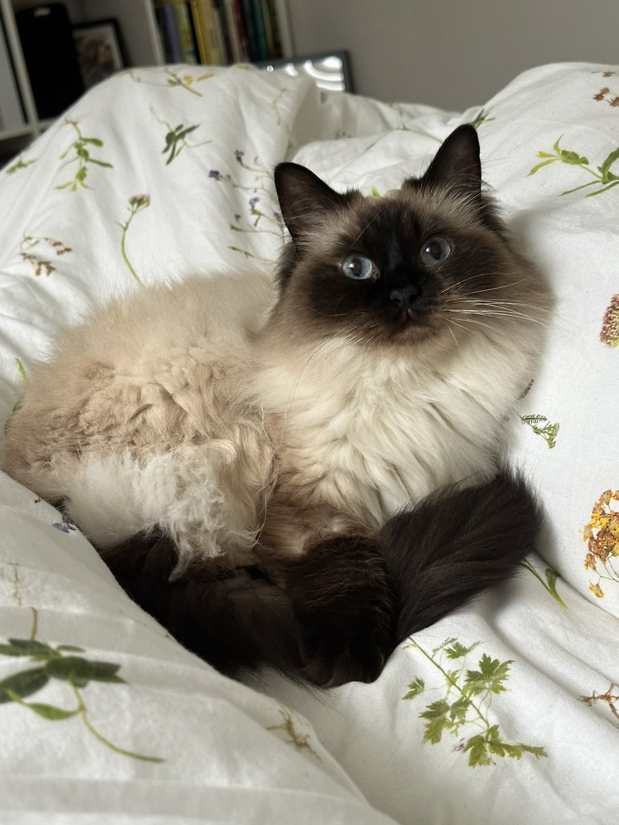 mileseveritt_'s tweet photo. Just a reminder of how SWEET Pearly is 
I lov her so much https://t.co/G1rJzOmwyo