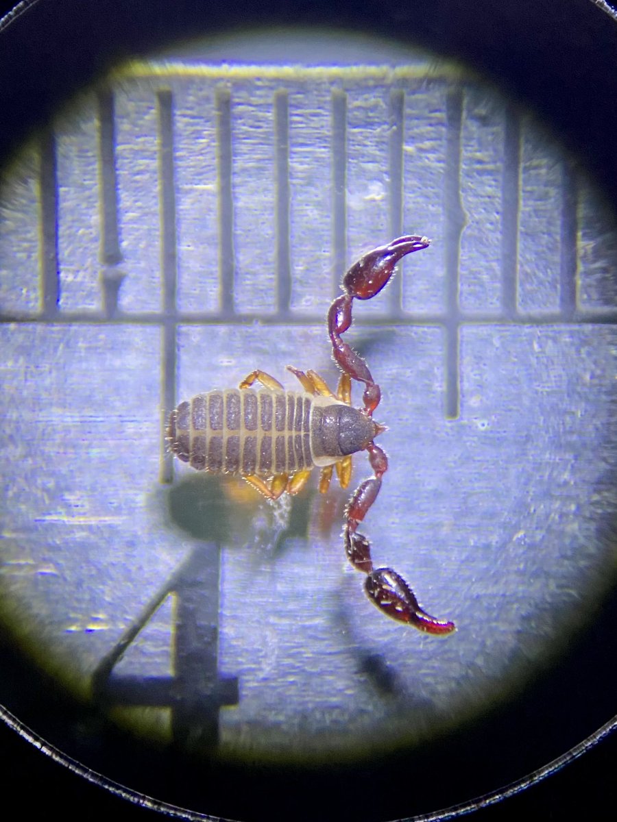 New to Essex, the rare pseudoscorpion Dendrochernes cyrneus. Hazeleigh Wood, near Maldon, Essex VC19 25/10/2023 <a href="/PseudoscorpUK/">Pseudoscorpion UK</a>