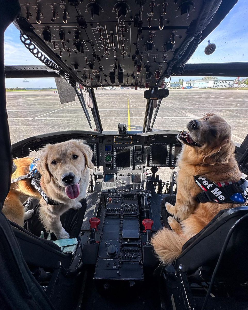 Meet the 'pilots' of Air Golden # 1.  I'd want a real pilot to help.  ✈️  But so very cool 😎  My kind of cockpit team 

#comeflywithme #dogsofX #cutenessoverload
(Elliegoldenlife IG TT)