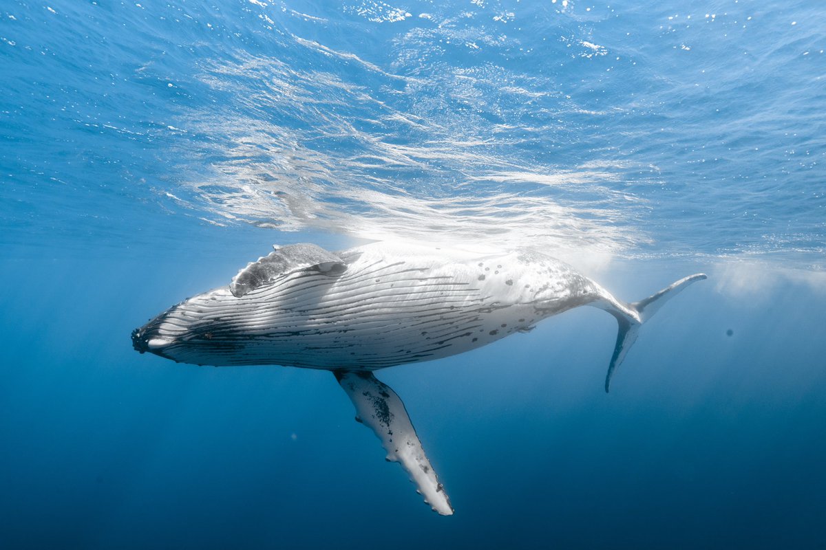 livefreediving's tweet photo. Five fun facts about #HumpbackWhales (a thread) https://t.co/3Lw7QYhoPJ