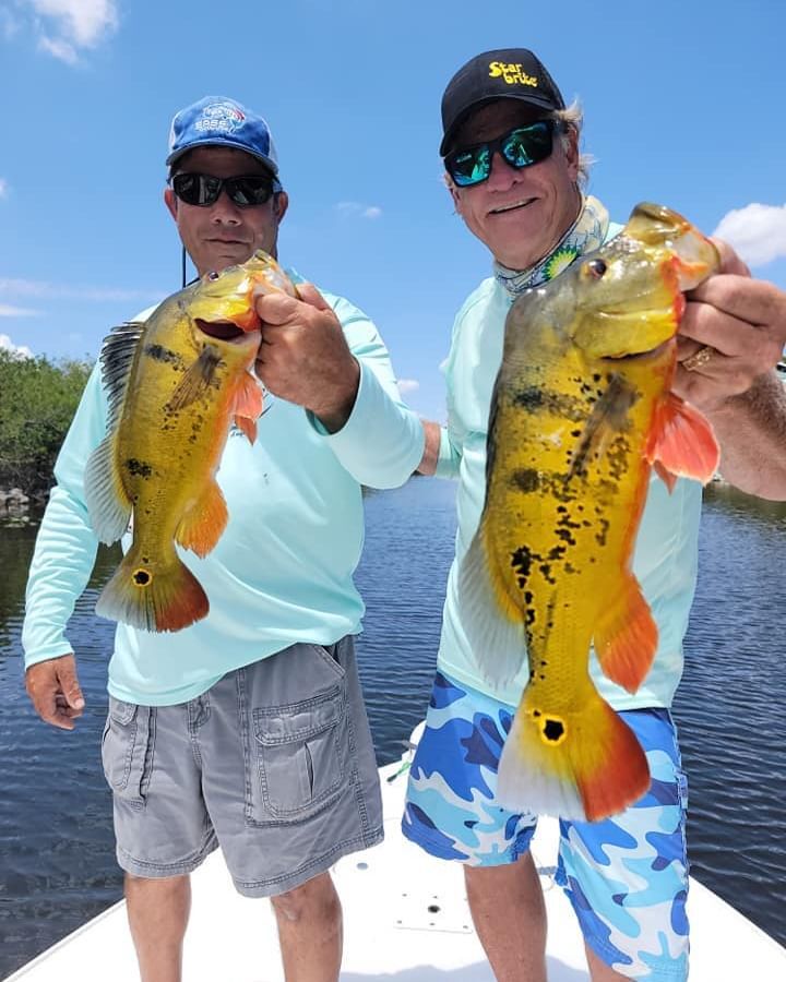 Monday Spotlight 💡 on this week's #fishingguide!
Capt Brett Isackson <a href="/BrettIsackson/">Brett Isackson</a> gets it done in Everglades for #trophybass, #peacockbass &amp; #Iguanahunting.

Meet Capt Brett 👉 bit.ly/45iqFO0

#largemouthbass #bassfishing #hunting #bucketlistfish #floridafishing