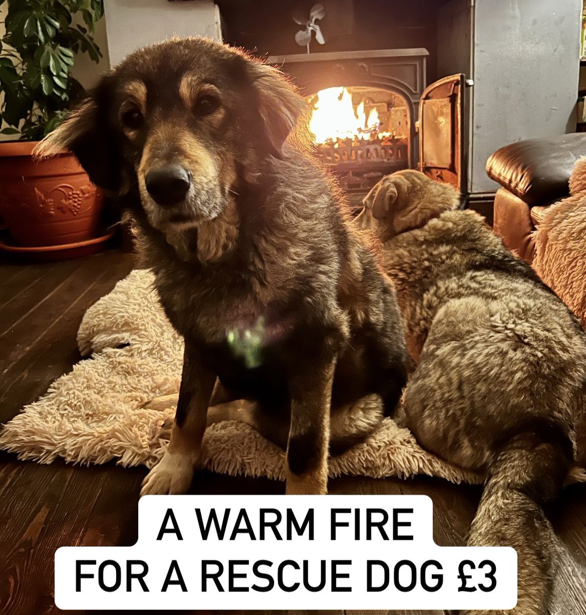 Dogs 4 Rescue tweet media
