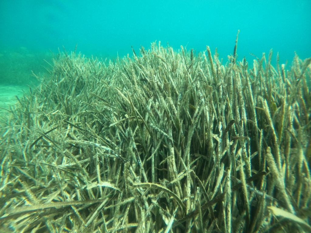 What are the current financial needs to secure the protection of #BlueCarbon ecosystems in the #Med? We’re discussing possible solution now with @IUCN_Med, @OFBiodiversite, and @BlueSeedsTeam, researchers, policymakers, and other stakeholders at the intl workshop in Marseille.