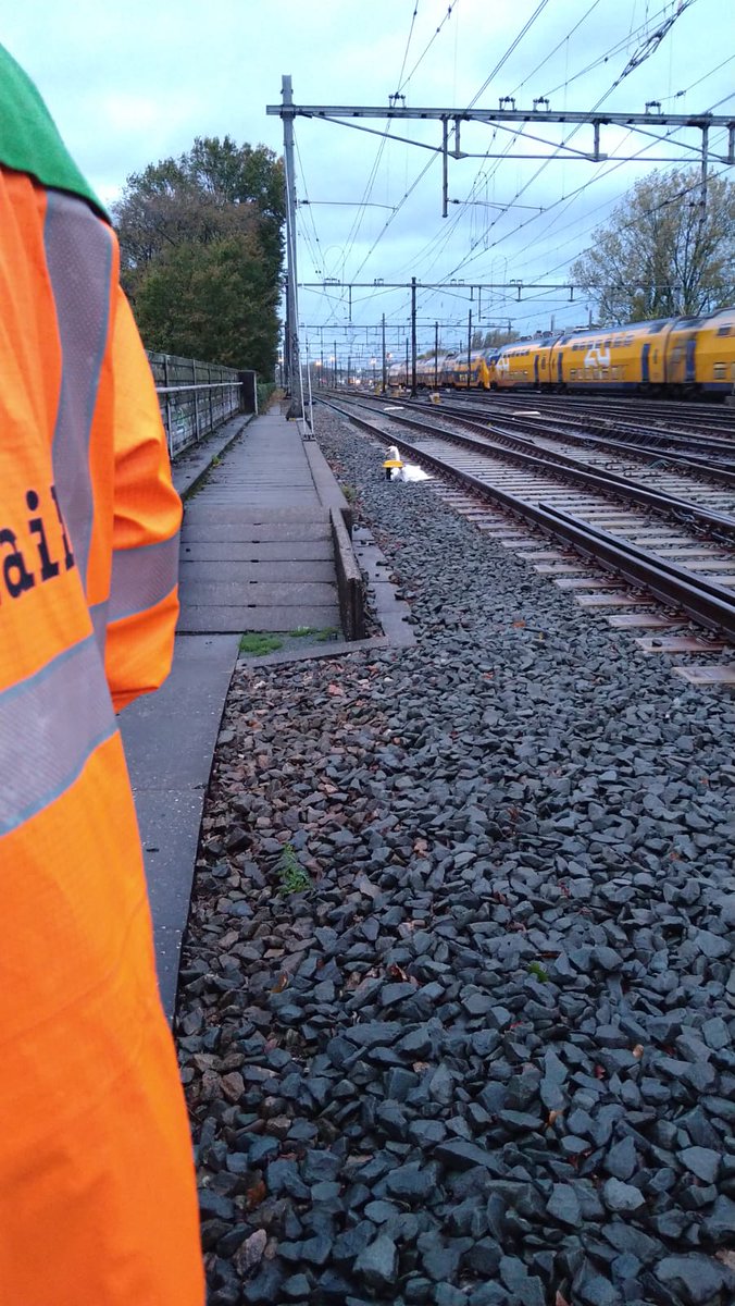 Dierenambulance Amsterdam tweet media