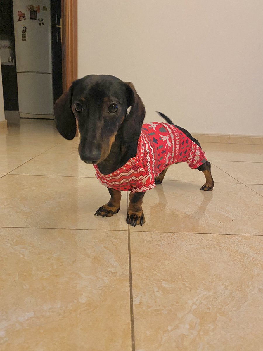 un salchicha con un pijama de navidad