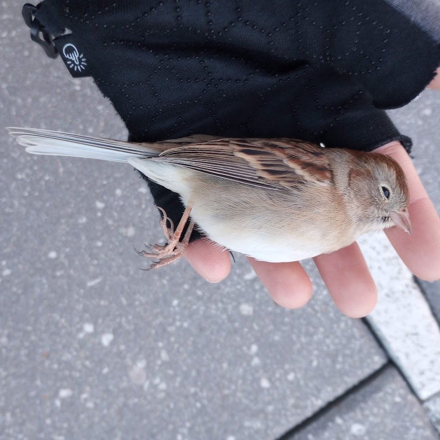 stuffedowl's tweet photo. a few of the more than dozen stunned or dead birds at Ironside Newark this morning: this is *not* a skyscraper, it's a midrise with glass railings, floor-to-ceiling glass on the lowest floors, and some appealing plants. https://t.co/QfeZUhSUk0