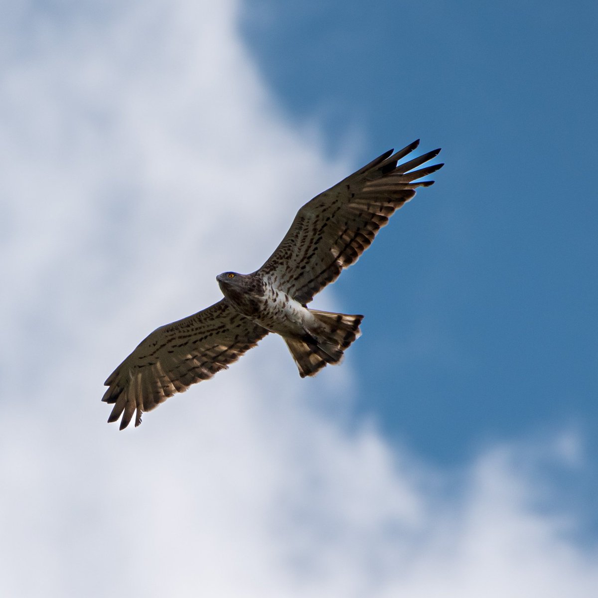 SayAtinc's tweet photo. Yılan Kartalı / Snake Eagle
#Eagle #bird #birds #birdphotography #birdwatching #nature #NaturePhotography #wildlife #wildlifephotography #kuşgözlem #hangitür #BirdsOfTurkey #TürkiyeninKuşları https://t.co/Wqenh9hEiE