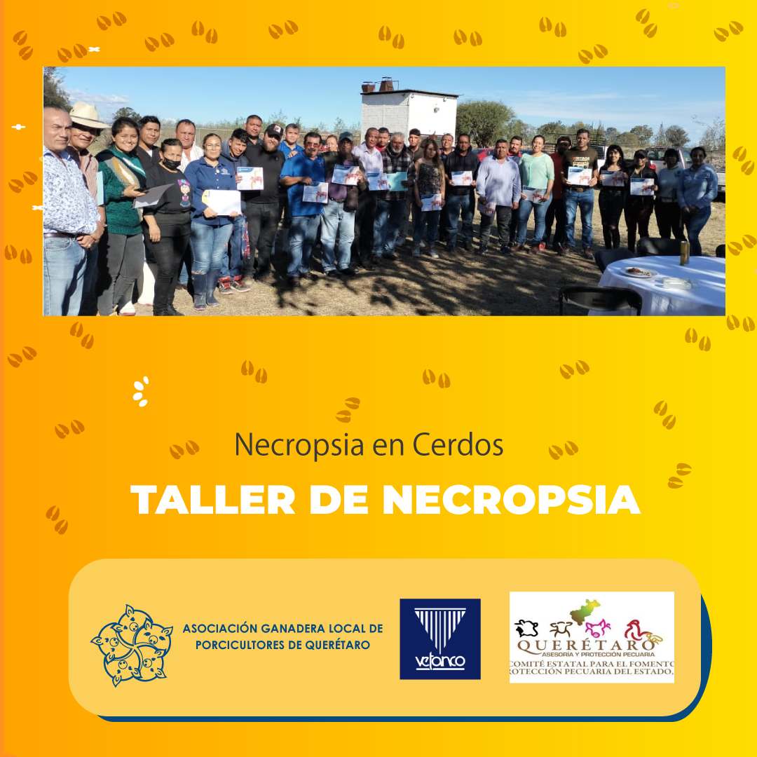 Nos reunimos el viernes pasado con profesores y expertos para el Taller de Necropsia en Cerdos. Cuarenta asistentes del sector porcícola ganamos conocimientos en PRRS y técnicas de necropsia. Gracias a los participantesde este taller organizado por Laboratorios Vetanco y la AGLPQ