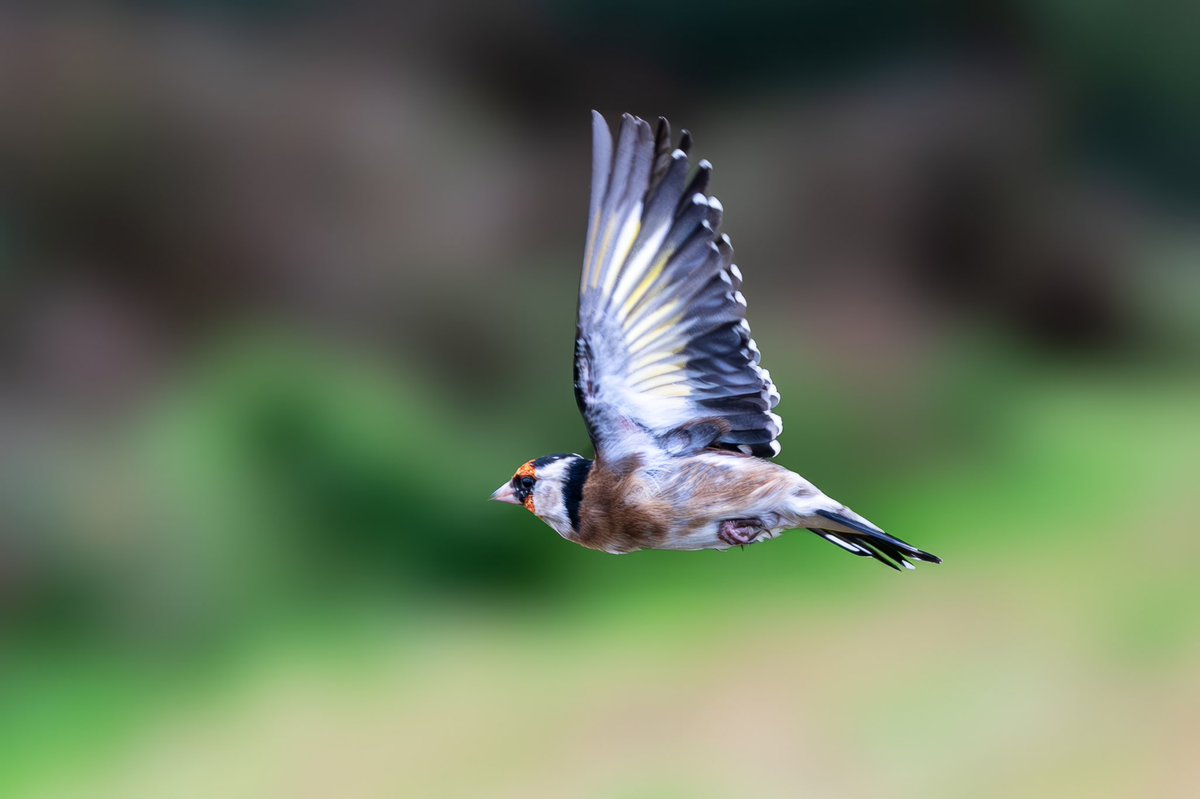 Courteenhall Estate tweet media