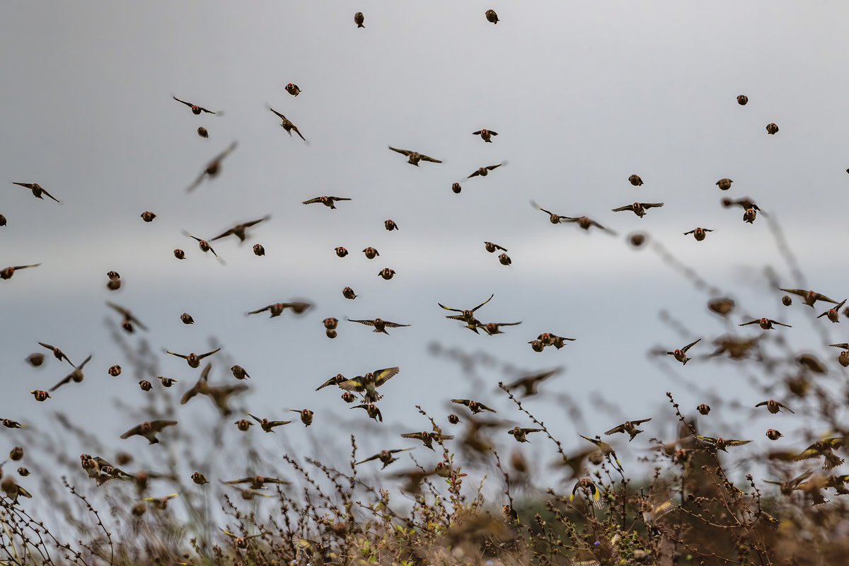 Courteenhall Estate tweet media