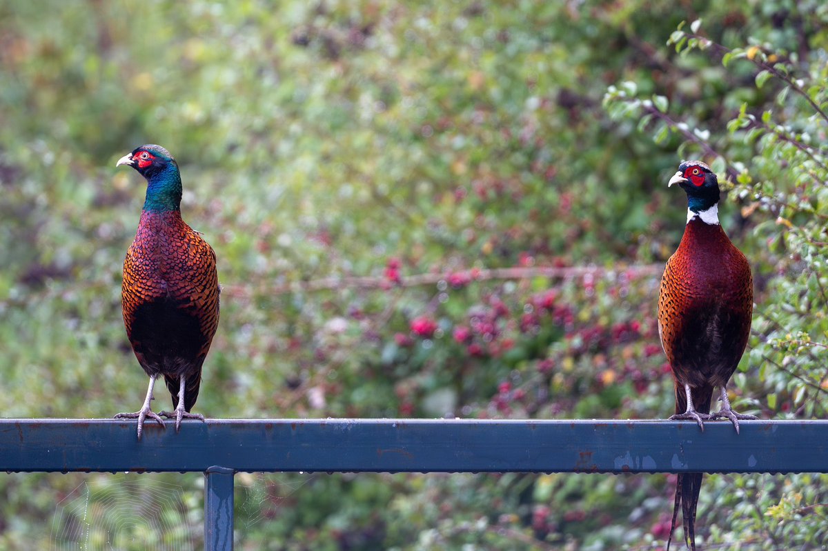 Courteenhall Estate tweet media