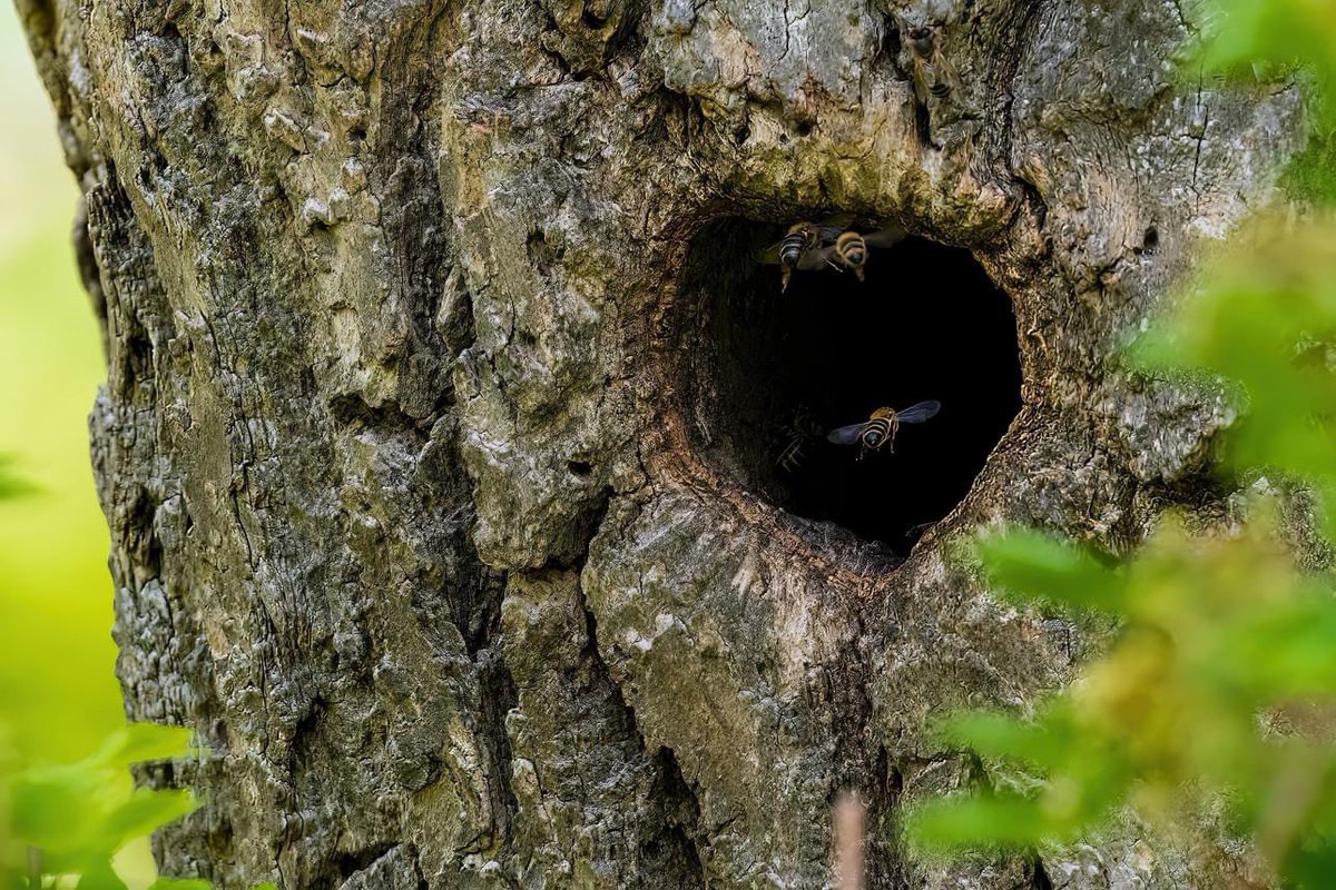 Courteenhall Estate tweet media