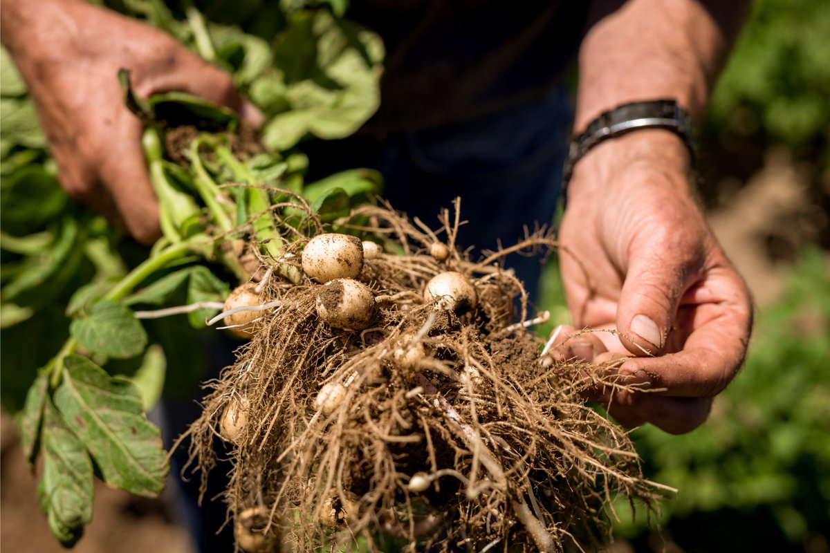 AliveBiotech's tweet photo. ACF-SR contains a highly concentrated blend of microbes that perform important plant growth-promoting functions within the soil. Applying ACF at the right time has proven to significantly increase ROI.

For pre-sale pricing click the link below! 👇
https://t.co/6b567j8aEa https://t.co/5GYEKKZZro