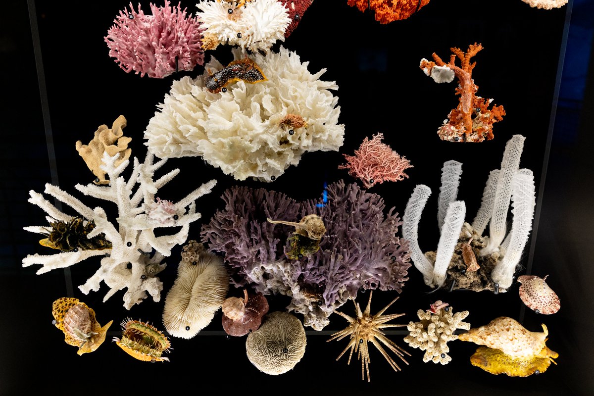 hmns's tweet photo. “The sea, once it casts its spell, holds one in its net of wonder forever” - Jacques Cousteau

Discover the beauty and importance of mollusks in the ocean’s ecosystem and Earth’s ecology in the George W. Strake Hall of Malacology.

📸 © HMNS | Mike Rathke https://t.co/UpkBWtPJb8