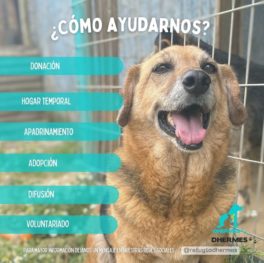 Refugio Dhermes tweet media