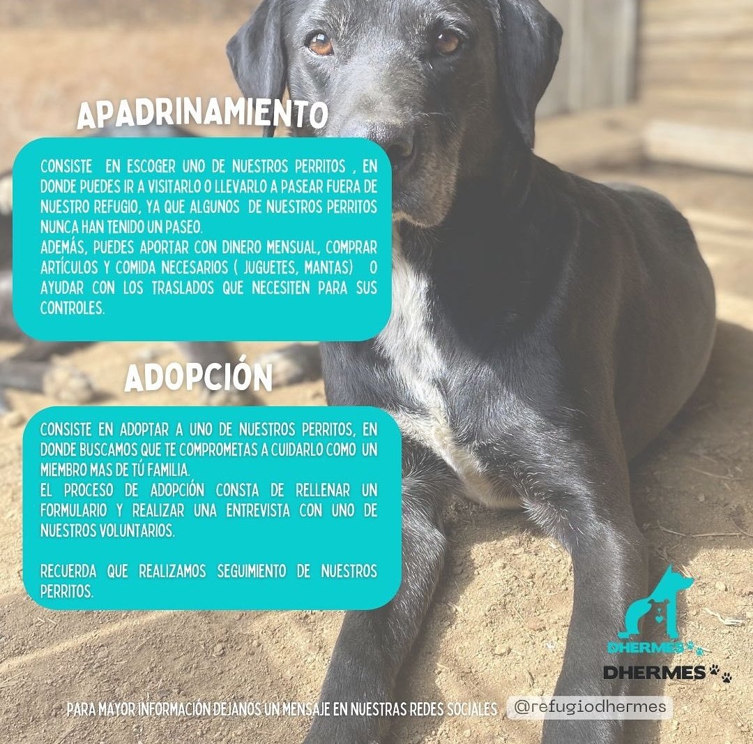 Hay muchas formas de ayudar, todo suma ✨️🫶
#AdoptaNoCompres
#AdoptDontShop #ADOPT #Chile #StarAcademy