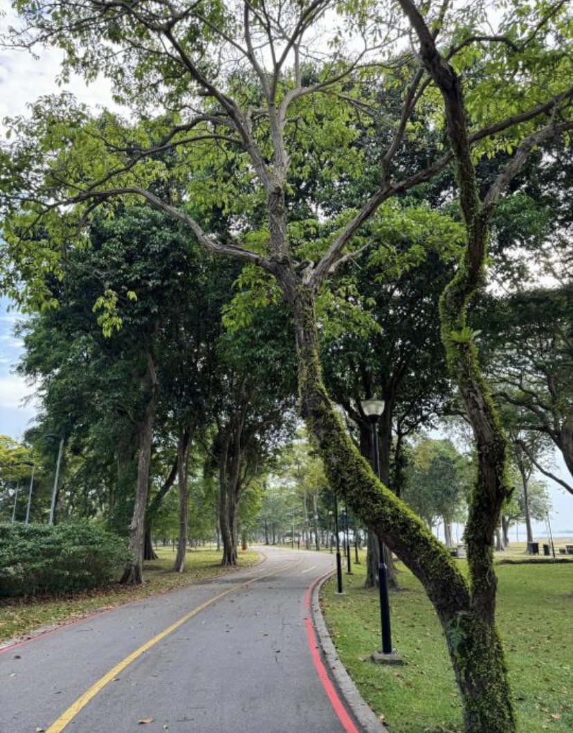 arrapot18's tweet image. Not only that, morning running can also make you have better physical fitness. Long-term adherence to morning running can improve your lung function, enhance heart health, increase muscle strength, and adjust your body shape, making you healthier and more beautiful #morning run