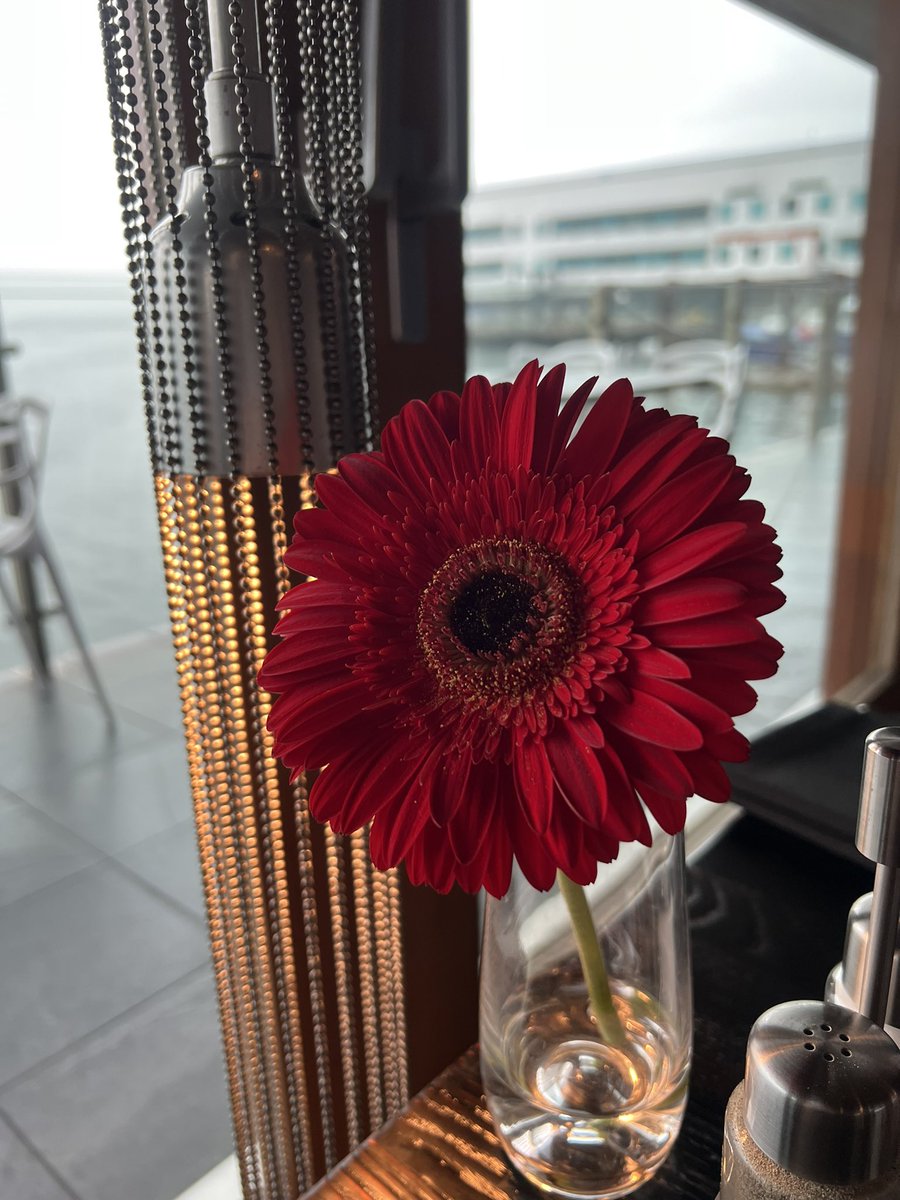 We have a gerbil 🐹 to keep us company for breakfast #freshflowers #red #colour #wellness #senses