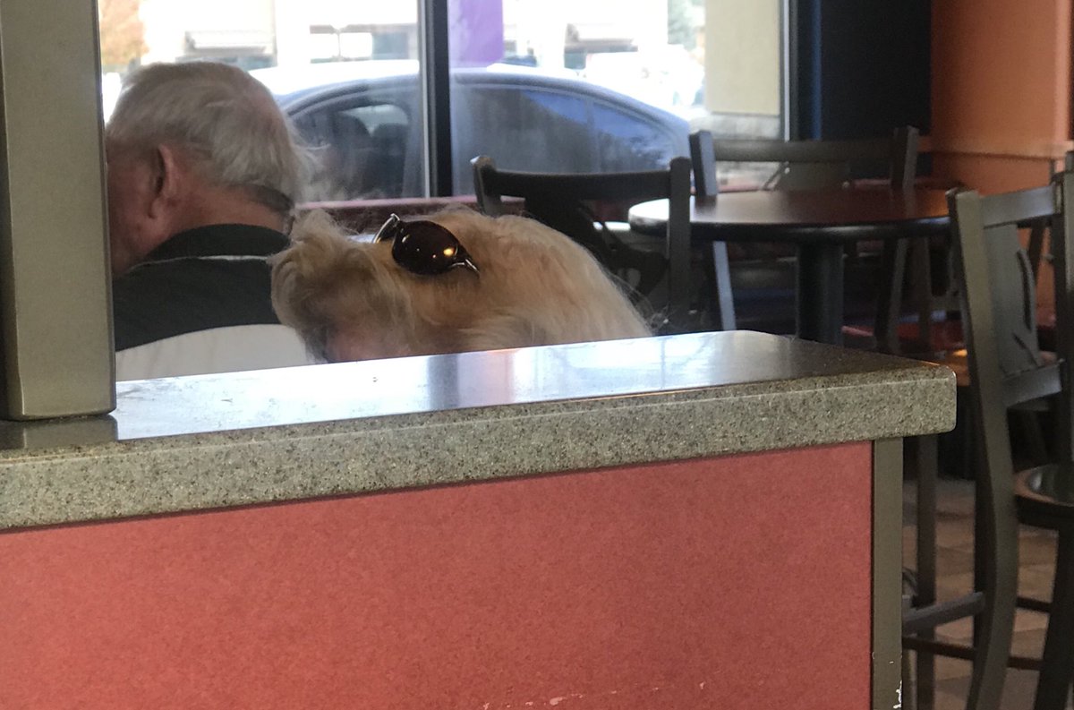 letonnaii's tweet photo. Mdrr je croyais que les cheveux de la dame c'était un chien avec des lunettes https://t.co/SMqPfSaIhm