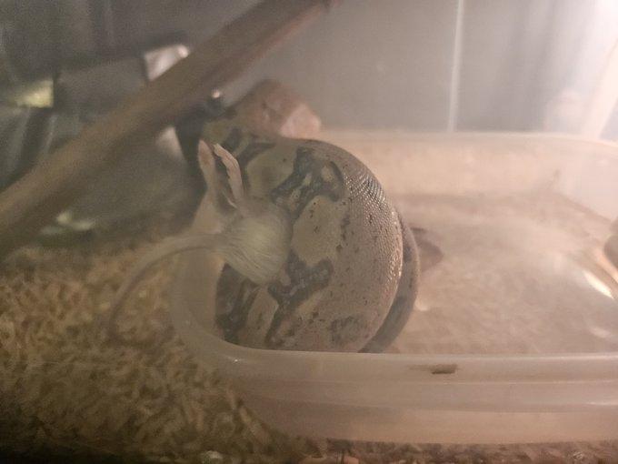 Duszenie w parterze 👌 https://t.co/T1nThfESqb<a href="/tag/aferki"class="tags"><span>#aferki</span></a>