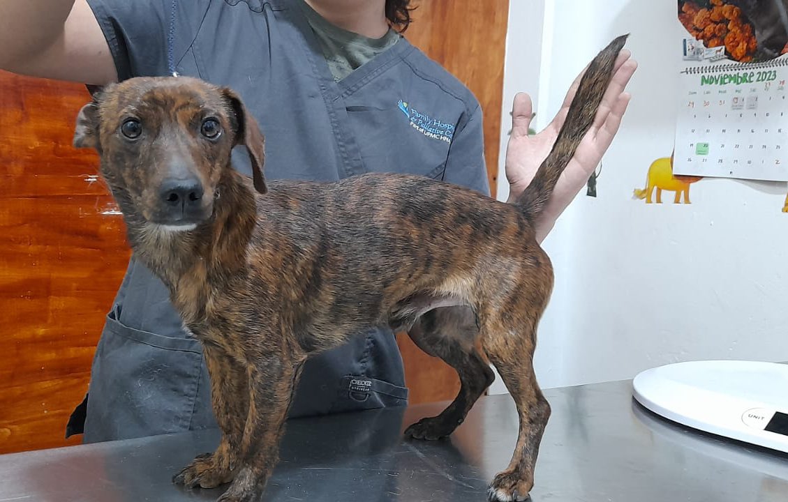 EscuadronSalchi's tweet photo. Willy 🤎 está buscando padrinos para sus vacunas y hospedaje en pensión, ya está esterilizado 👏 y listo para encontrar una hermosa familia que lo cuide toda su vida.
¿Te gustaría apadrinarlo?
Sus vacunas tienen un costo de $490 y su hospedaje $100 por día. Si desean adoptarlo pueden llenar la solicitud al correo: escuadronsalchicha.mx@gmail.com
Mil gracias de antemano por darle una patita🐾✨